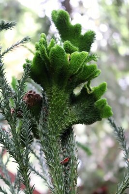 Cryptomeria japonica 'Cristata' - kryptomerie japonská - nové větévky